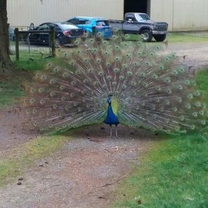 Meet your Posher, Carmen